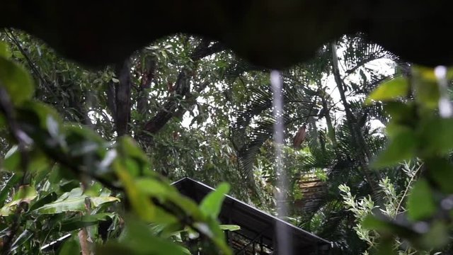 Rain water frop from the roof of a home garden 