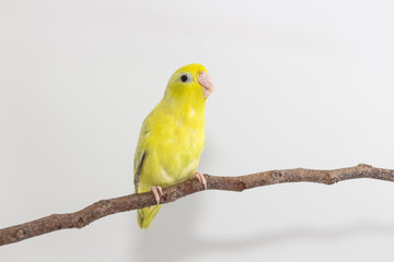 Pastel Green Forpus Bird