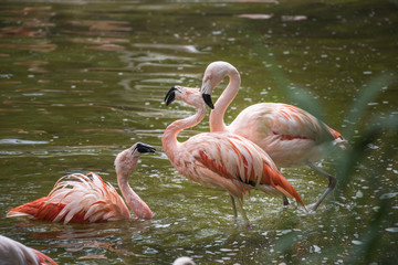 Flamingo