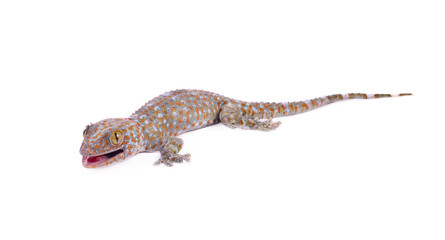 gecko on white background.