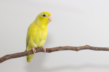 Pastel Green Forpus Bird