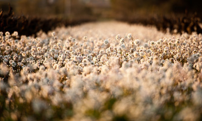 Ultimas luces de verano