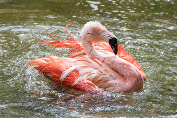 Flamingo