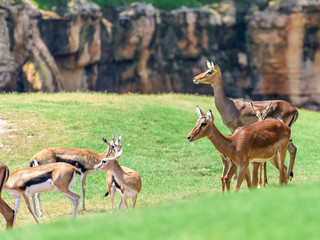Naklejka na ściany i meble African Impala (Aepyceros Melampus) Antelope