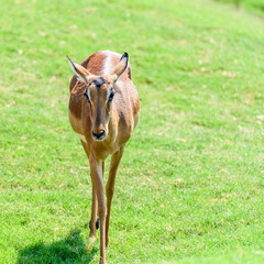 African Impala (Aepyceros Melampus) Antelope