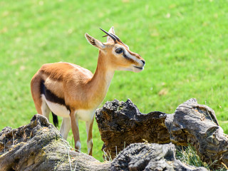 African Thomson's Gazelle (Eudorcas Thomsonii) © radub85