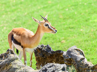 African Thomson's Gazelle (Eudorcas Thomsonii)