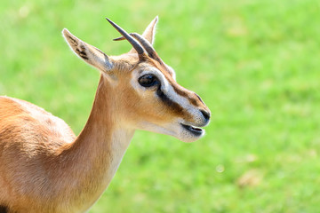 African Thomson's Gazelle (Eudorcas Thomsonii)