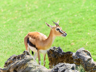 African Thomson's Gazelle (Eudorcas Thomsonii)