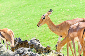 Fototapeta premium African Impala (Aepyceros Melampus) Antelope
