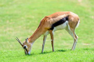 African Thomson's Gazelle (Eudorcas Thomsonii)