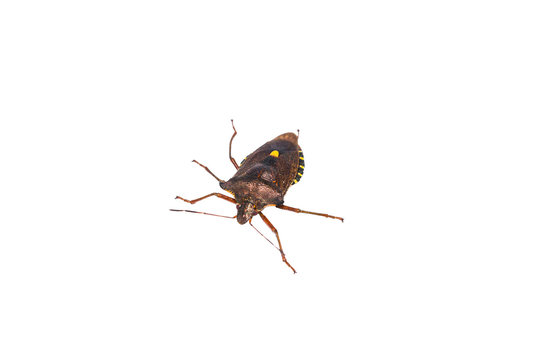 Rotbeinige Baumwanze lat.Pentatoma rufipes.