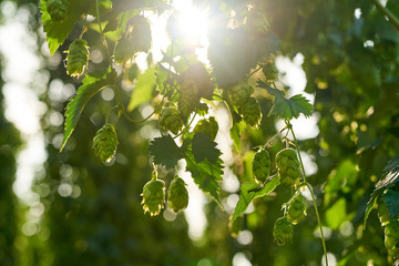 Ripe hop cones in the field