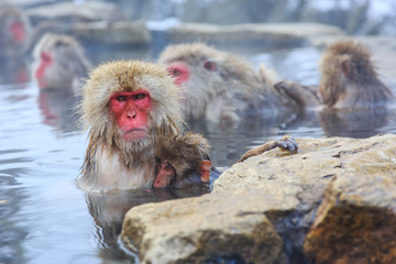 Yudanaka. Nagano Japan. Snow monkeys.
