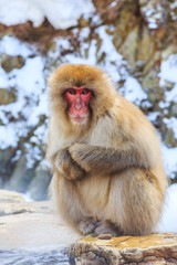 Yudanaka. Nagano Japan. Snow monkey.