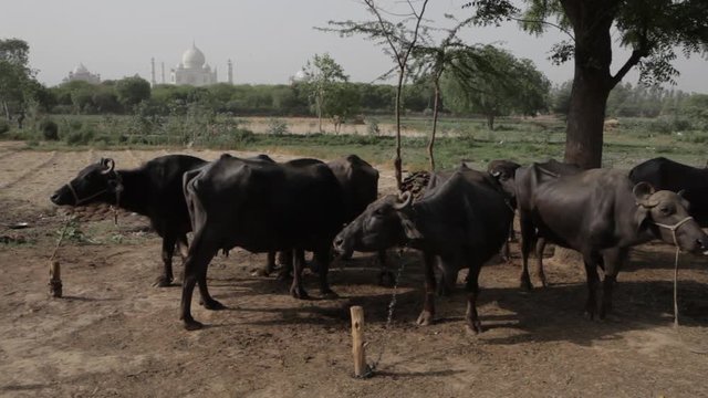 WS Small herd of cows in field in front of Taj Mahal / Agra, India