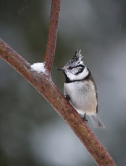European crested tit. (Lophophanes cristatus). A little cute bird with a crest on its head.