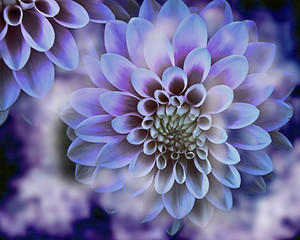 Dahlia flowers background with blurred elements