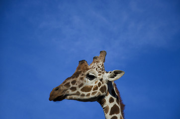 Giraffe in zoo.
