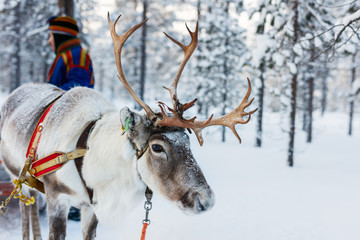 Fototapeta premium Reindeer safari
