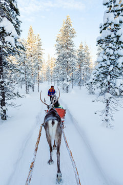 Fototapeta Reindeer safari