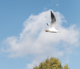 Seagull with spread wings, hovering in the sky over the lake