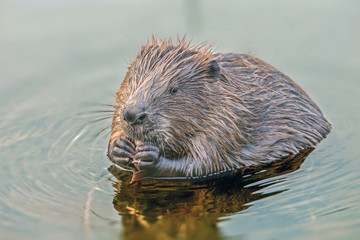 funny cute beavers