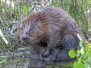 funny cute beavers