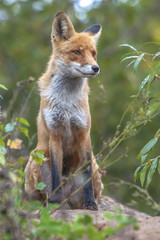 Naklejka na ściany i meble beautiful furry cute fox