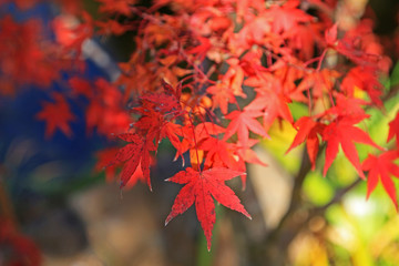 モミジの紅葉