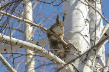 small furry squirrel