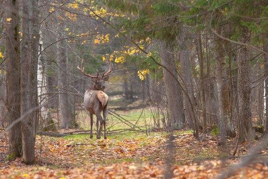 adult male deer walks in autumn forest