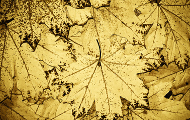 monochrome Background of maple leaves, Autumn abstraction, wallpaper