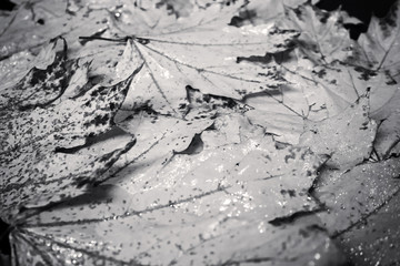 monochrome Background of maple leaves, Autumn abstraction, wallpaper
