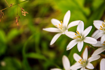 Fototapeta premium Weiße Blume