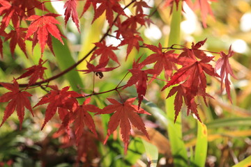 モミジの紅葉