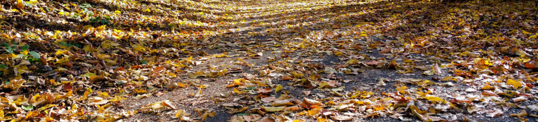 Herbstwald