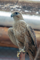handsome hawk