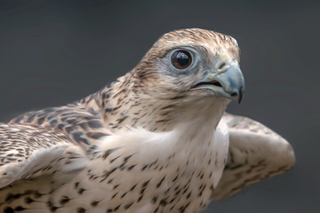 handsome hawk