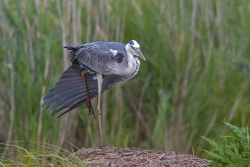 Heron on a marshy pond