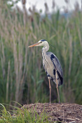 Fototapeta premium Heron on a marshy pond