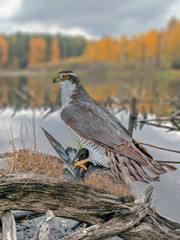 beautiful predator hawk