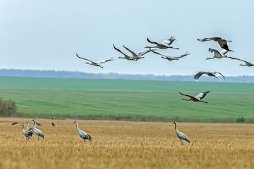 graceful storks