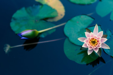 waterlily, mirror, reflection - 126841020