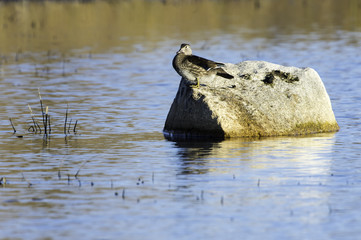 Wood Duck female perched rock