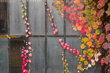 Colorful autumn leaves against dark grungy industrial windows