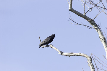American Crow alert perched