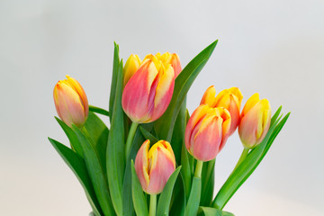Bunte Tulpen