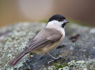 Marsh tit, Poecile palustris
