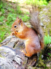 Naklejka na ściany i meble Cute squirrel eating in a forest